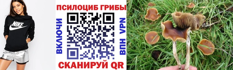 где купить наркоту omg зеркало Галлюциногенные грибы прущие грибы Георгиевск