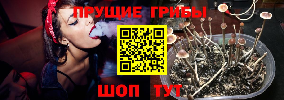 Георгиевск  Псилоцибиновые грибы Psilocybine cubensis  Вход с VPN  Псилоцибиновые грибы Psilocybe 